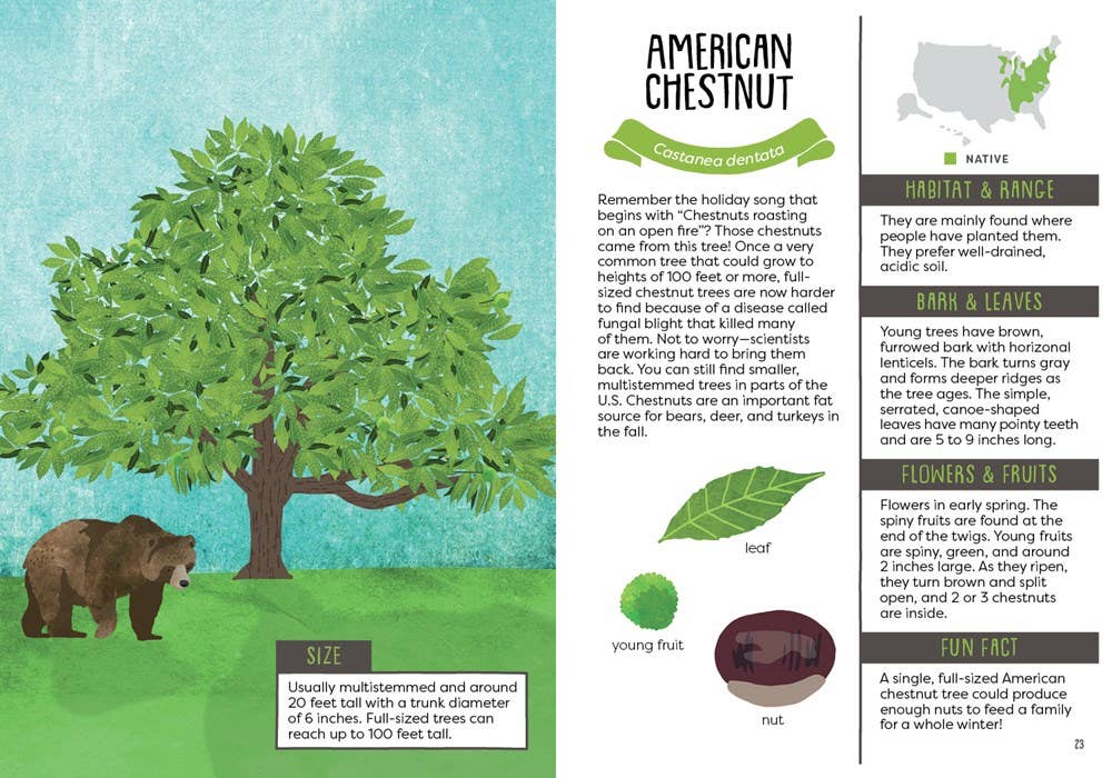 Kid’s Guide to Backyard Trees