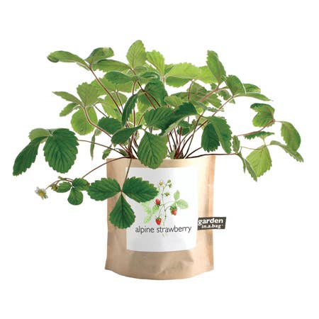 Garden in a Bag | Strawberry -  Potting Shed Creations