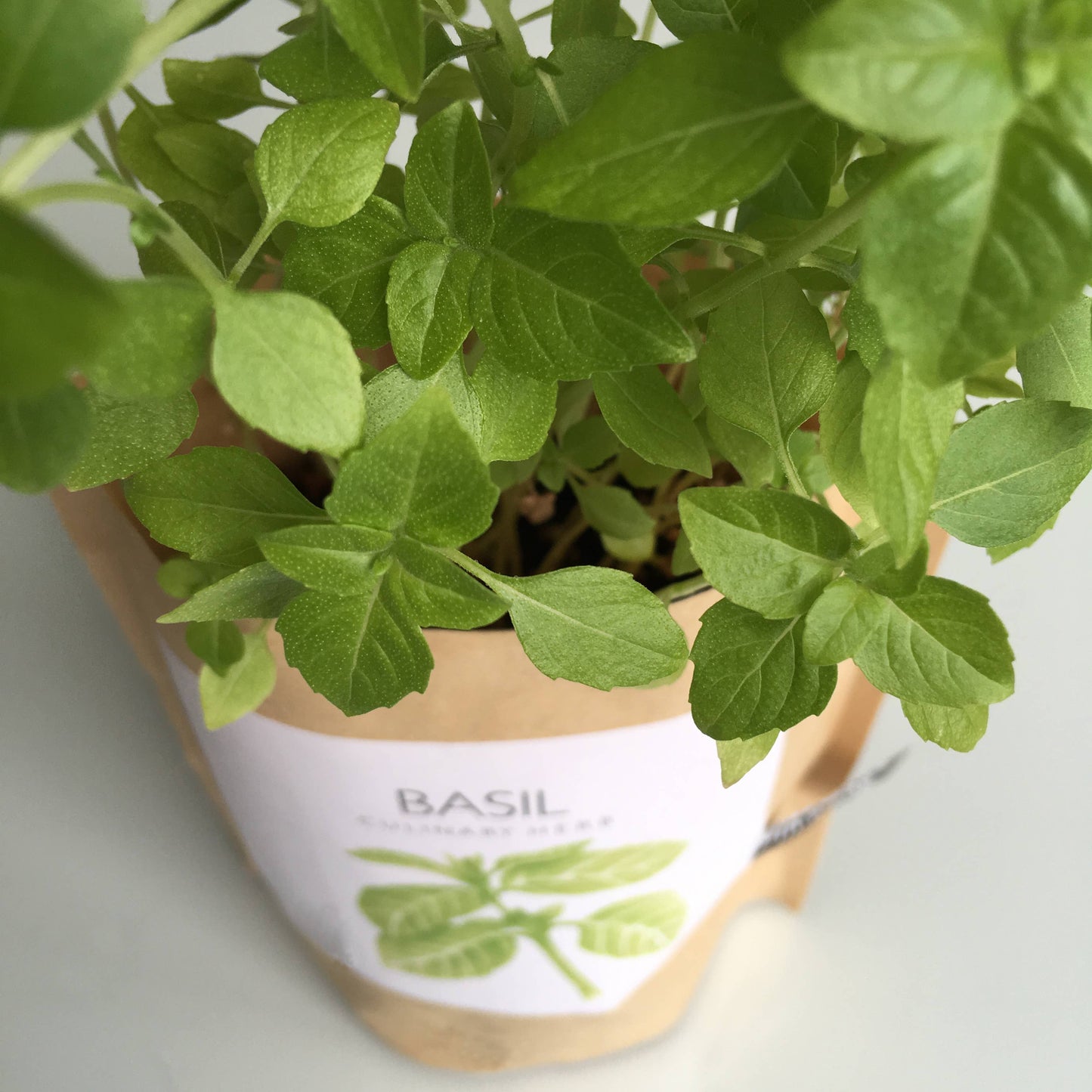 Garden in a Bag | Basil - Potting Shed Creations