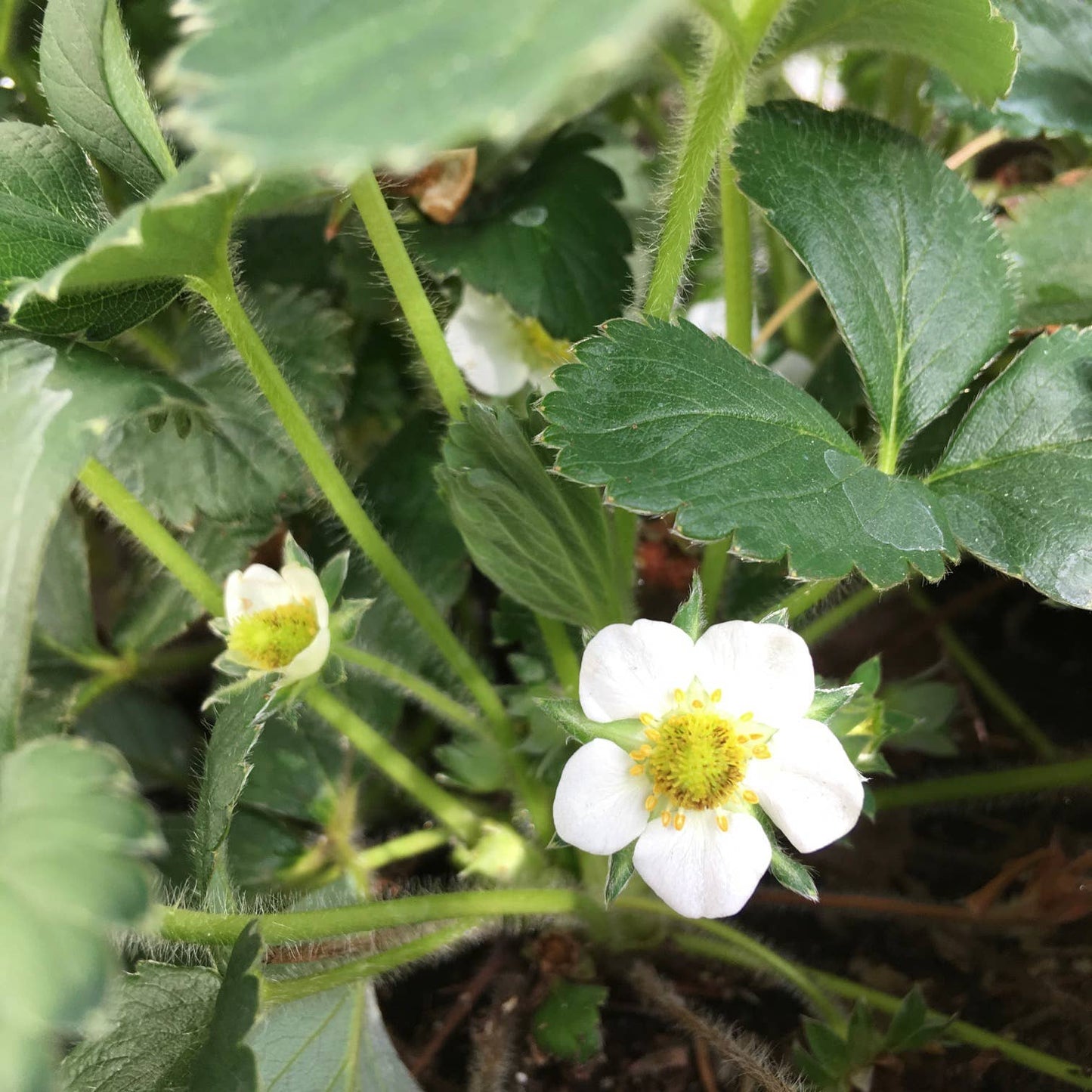 Garden in a Bag | Strawberry -  Potting Shed Creations