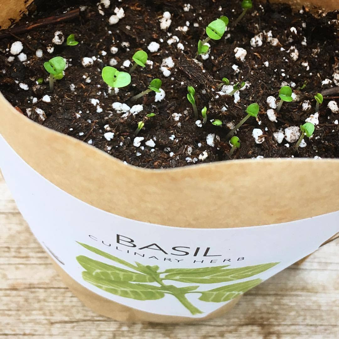 Garden in a Bag | Basil - Potting Shed Creations