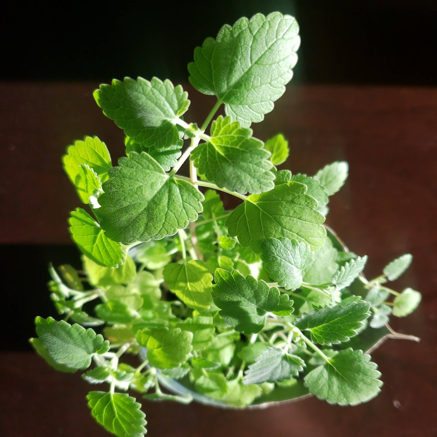 Garden Sprinkles | Catnip Potting Shed Creations