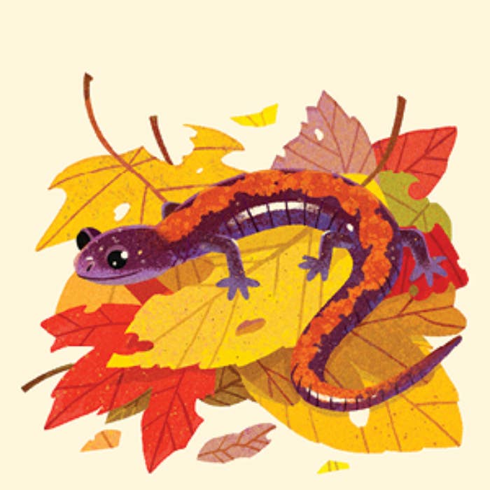 Animals of the NP Travel Match - Penguin Random House LLC