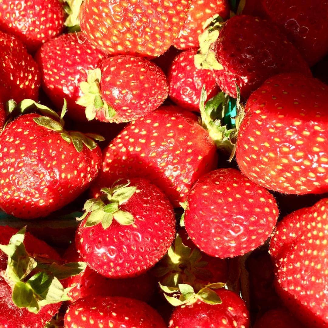 Garden in a Bag | Strawberry -  Potting Shed Creations